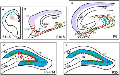 Adult Neural Stem Cells: Born to Last